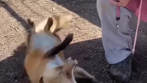 Kind man rescues injured fox struggling in mud