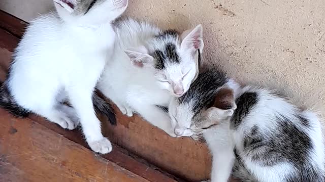 Cute kittens