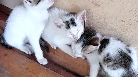 Cute kittens