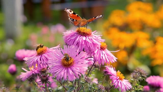 butterflies flying over pink garden flowers