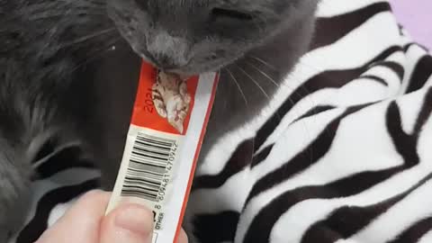 My cat is pretty eating snacks