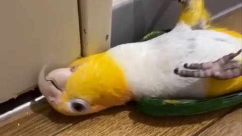 Funny Parrots Videos Compilation cute moment of the animals - Cutest Parrots #10