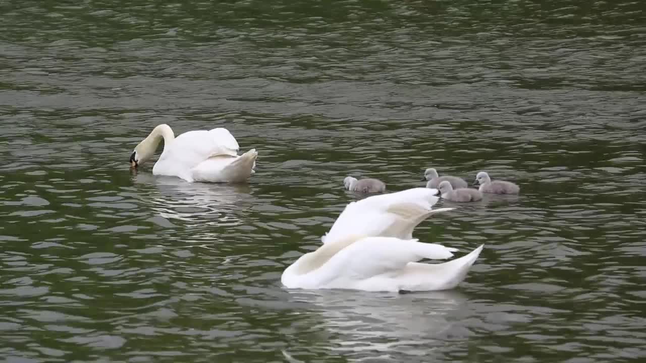 Swans swimming for kids