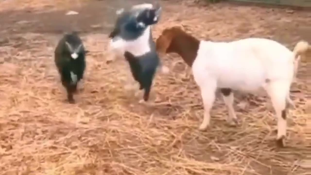 Funny animals 😄hub, 🤣, funny animals dancing 💃😄, funny animals fighting 😄