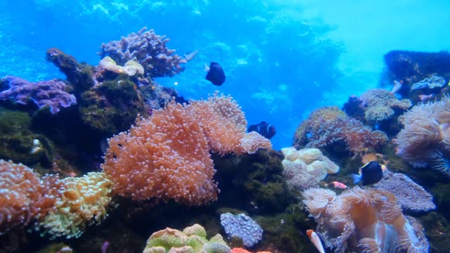 Rare & Colorful Sea Life Video