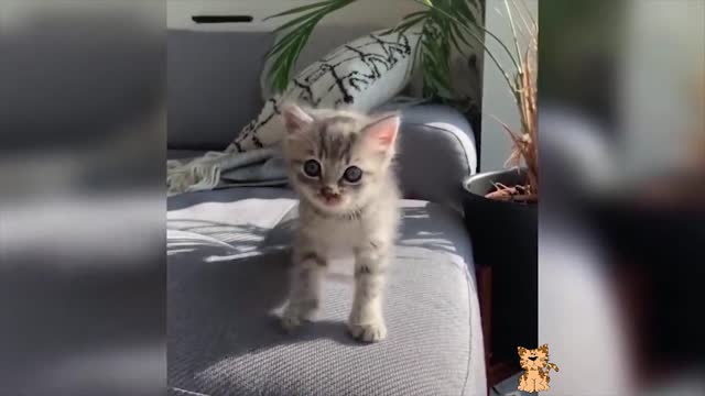 Cute Kittens And Baby Pets