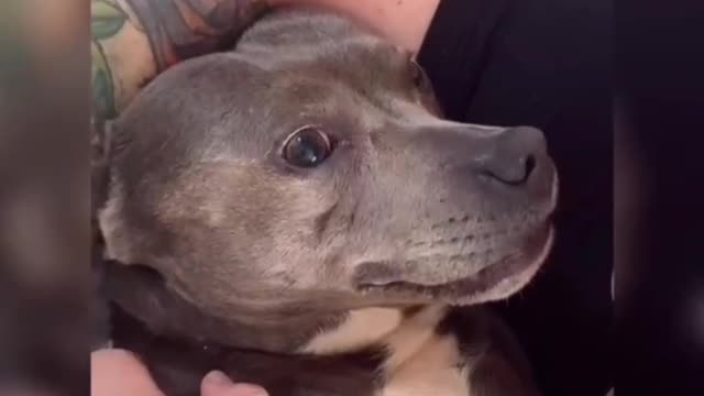 The dog's reaction is so cute!