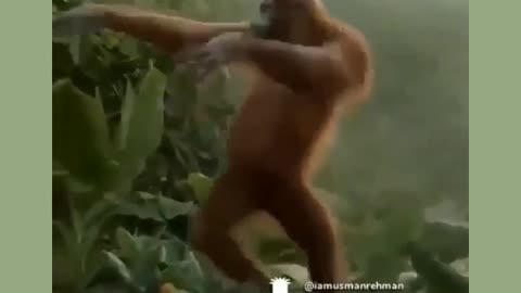 This is gorilla dance