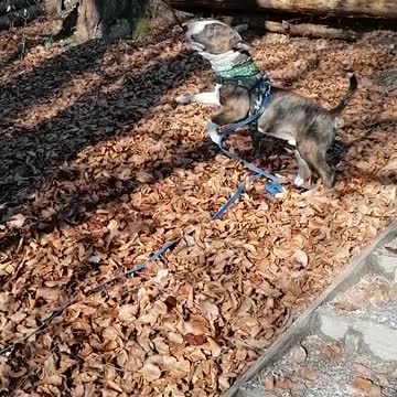 Kung Fu dog shows how he works with nunchuk