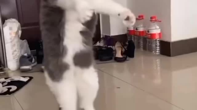 Animals funny clip and cat danceb