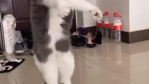 Animals funny clip and cat danceb