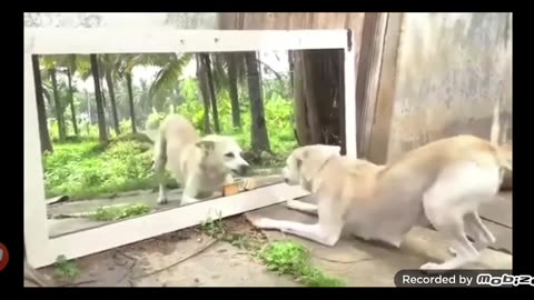 Scared funny dog videos