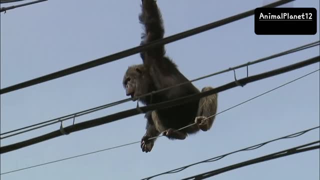 The chimpanzee has escaped Primate swings from live power lines_ falls from electricity pole.mp4