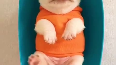 Make Your Day with Dog EP # 106 #shorts #AdorableDog