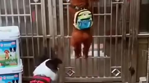 Funny Dog Videos Creative Commons
