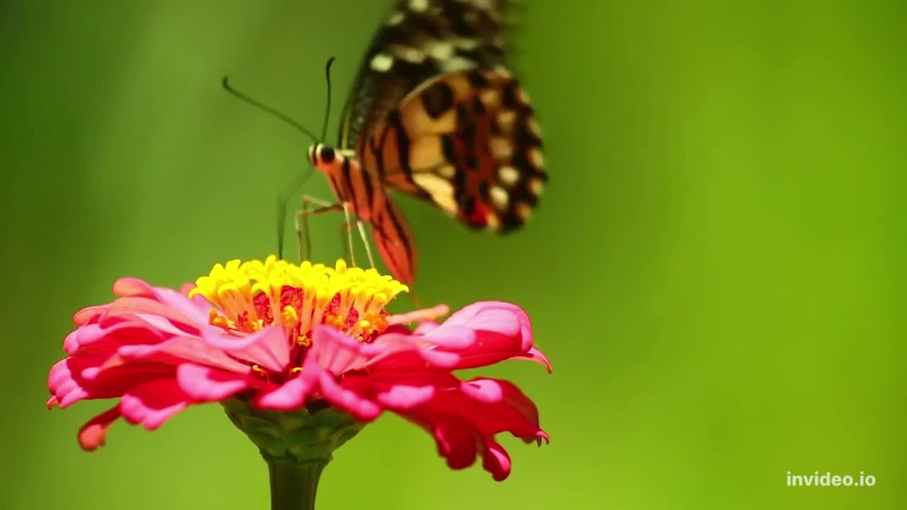 Beautiful Feeding Butterfly