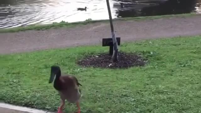 Duck Jump very Funny