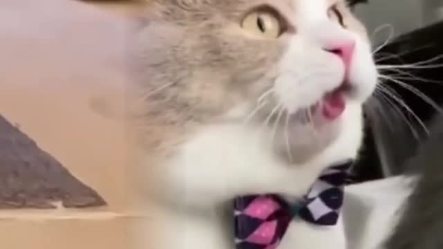 Cat reaction when a cat smell of his one farting