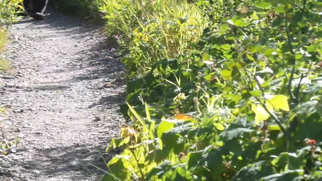 Grizzly Bear Encounter in Montana Glacier National Park