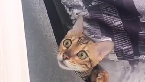 Scared bengal cat is curios to see whant's going on outside of the box