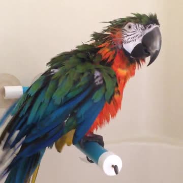 Wet Parrot Sings And Dances His Way Through A Shower