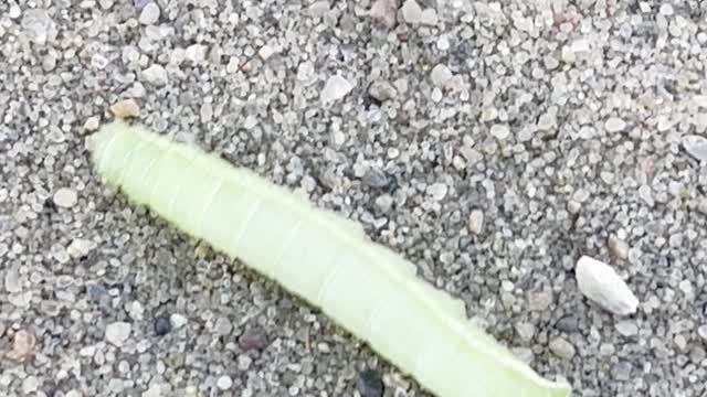 Tricky Beautiful Green worm