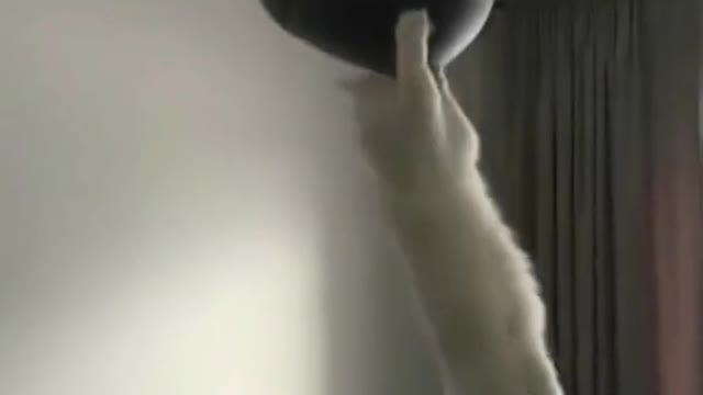 Amazing cat playing