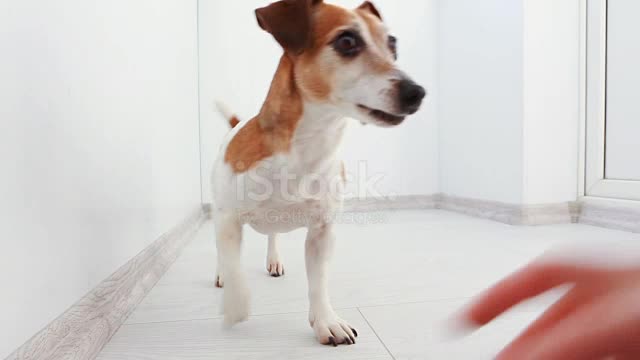 Dog Play With Tennis Ball Favorite toy. Stock Video ...