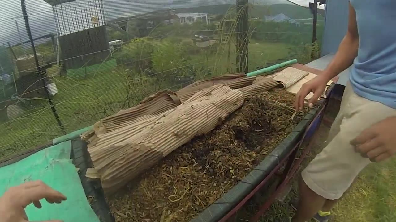 Building and Utilizing a DIY Worm Farm for Sustainable Gardening