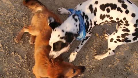 Dogs Playing in Sand at Beach. Slow Motion