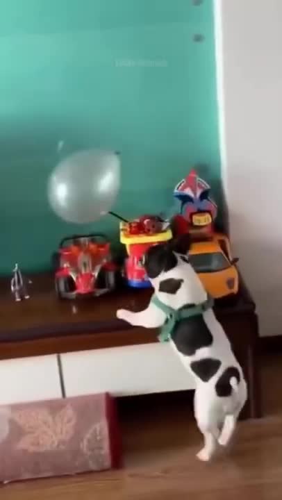 Dog vs Balloon 🐶🎈