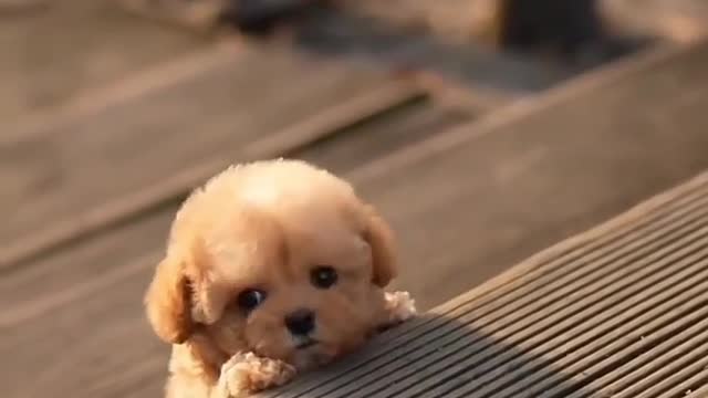 Baby Cute Cat Video