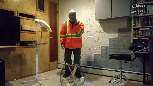 Funny video clips of birds