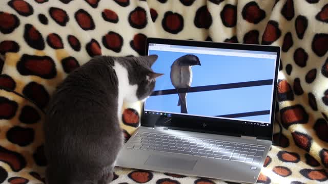 funny cat trying catch bird🤣😍