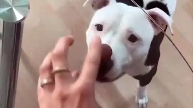 funny 🤣Dog video🐶