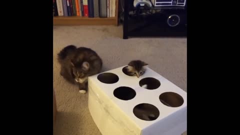 Kitten Whac-A-Mole