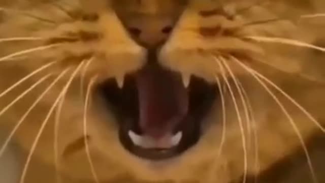 #Funny Cat