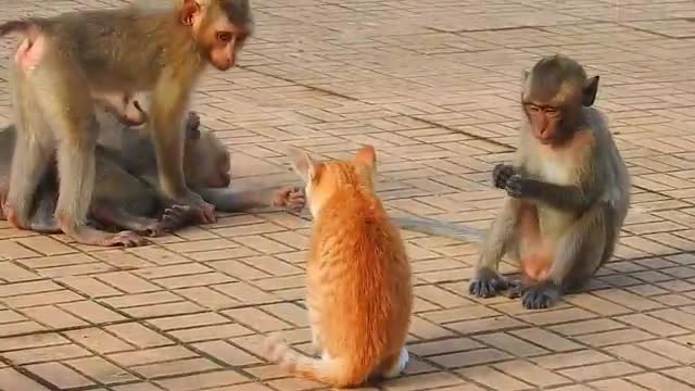 Monkey vs dog fight