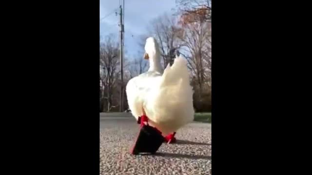 Michael Jackson Duck Walk