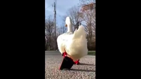 Michael Jackson Duck Walk