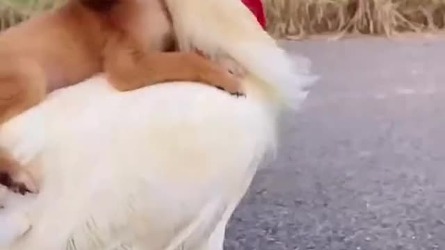 #cute #pet #dogт#смешные ролики #юмор ##funny rollers # humor # funny_video