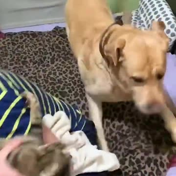 It's the classic matchup revisited and remastered! 🥊🏆