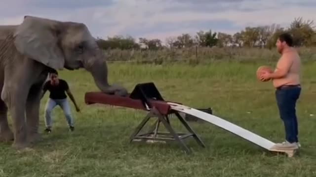 Funny elephant 🐘🐘🐘🐘