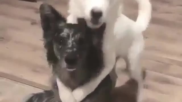 Pet love is that simple.