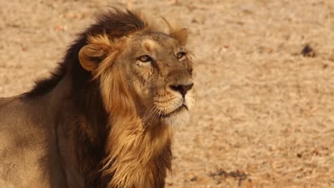 Very Funny lion smiling