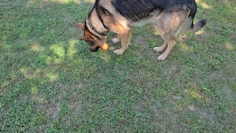 Virgil and the ball.