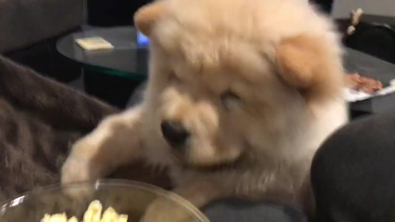 Chow Eating Popcorn