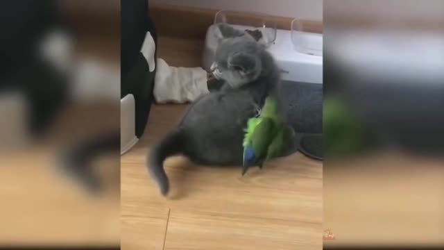 🐱🐣a parrot torments a cat🤣