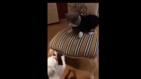 Dog & Cat funny War #shots