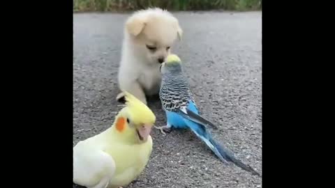 Super funny dog videos-Cute Pet video-Animals fun time